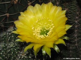 Echinopsis spec.